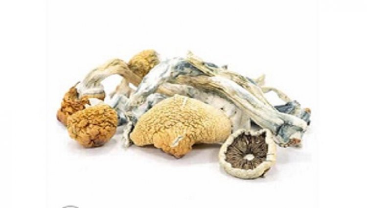 blue meanie mushroom review
