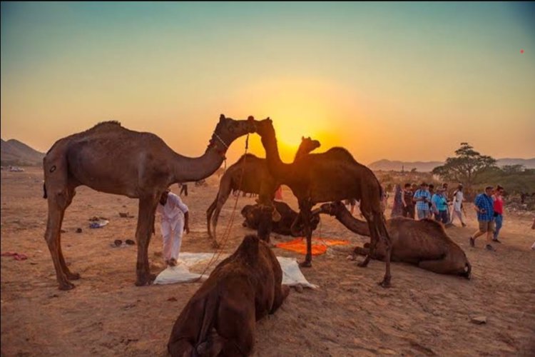 Pushkar Camel Fair 2 Nights   PACKAGE CATEGORY : Family, Romantic, Friends, Adventure  DESTINATIONS COVERED : 2N Pushkar  STARTING FROM   ₹14999