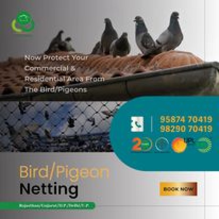 Pigeon netting in Jaipur