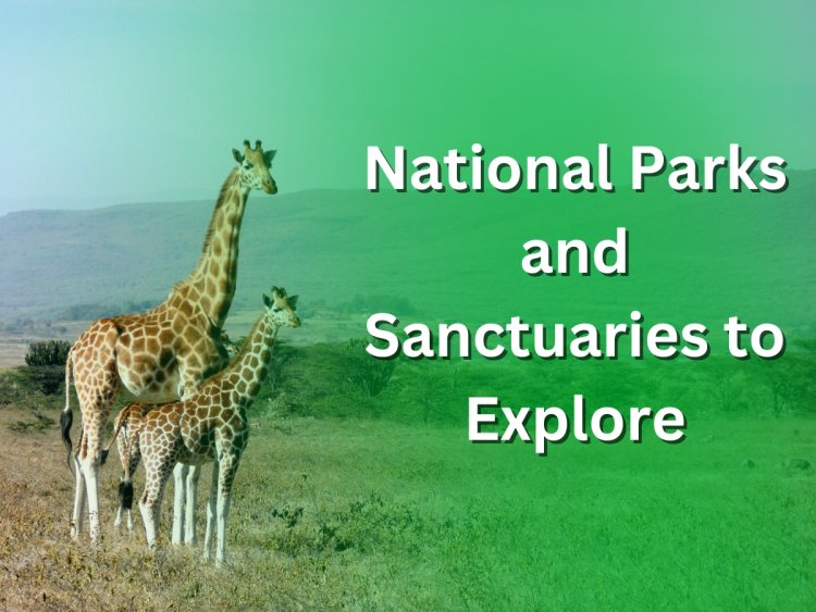 A Guide to Indian Wildlife Safaris: Top National Parks and Sanctuaries to Explore