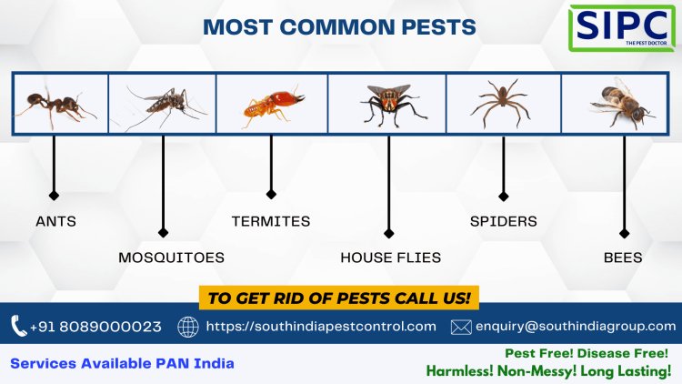 Cockroach Pest Control Services in Mumbai