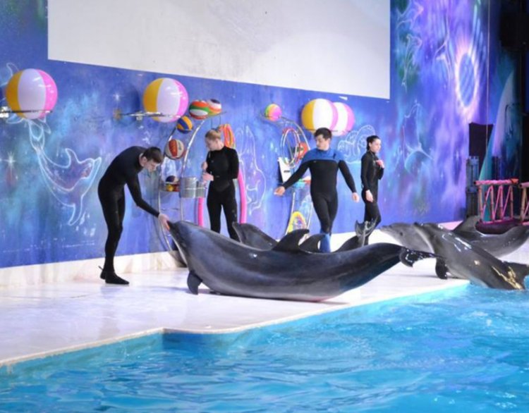 Exploring the Thrilling Experiences at the Dubai Dolphinarium