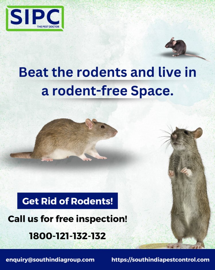 Rat Control in Bangalore