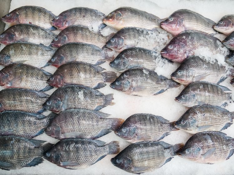 ALL ABOUT TILAPIA