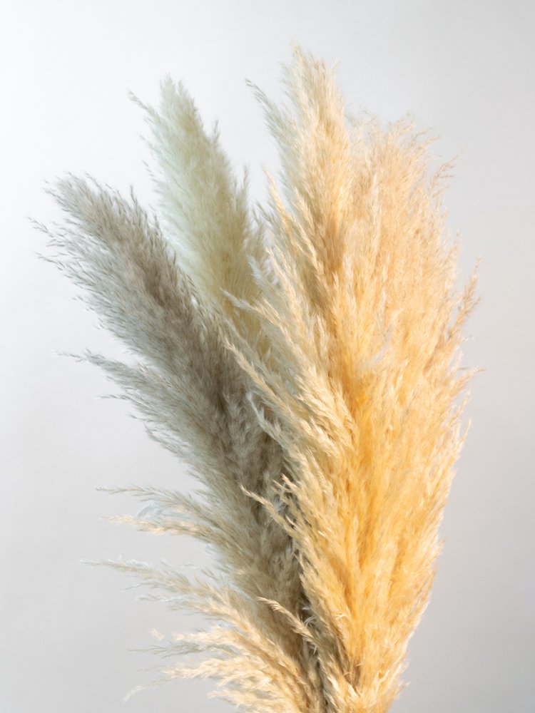 Transform Your Home Decor with the Mesmerizing Beauty of Pampas Grass