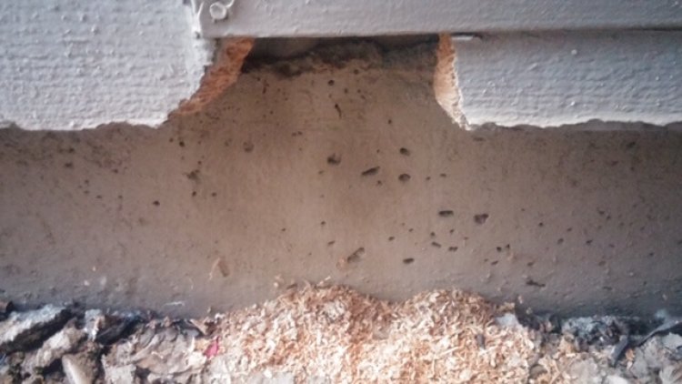 Done Right Rodent Proofing Novato