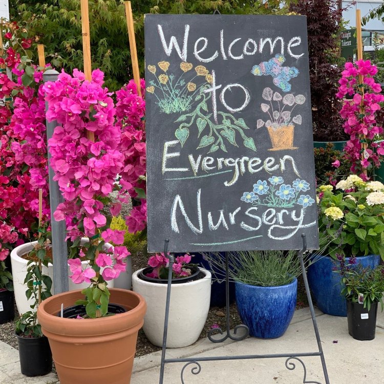 The Evergreen Nursery - Best Planting Nursery in San Francisco East Bay and San Leandro