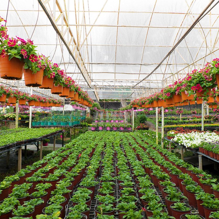 Discover Houseplants in The Evergreen Nursery in San Leandro, CA