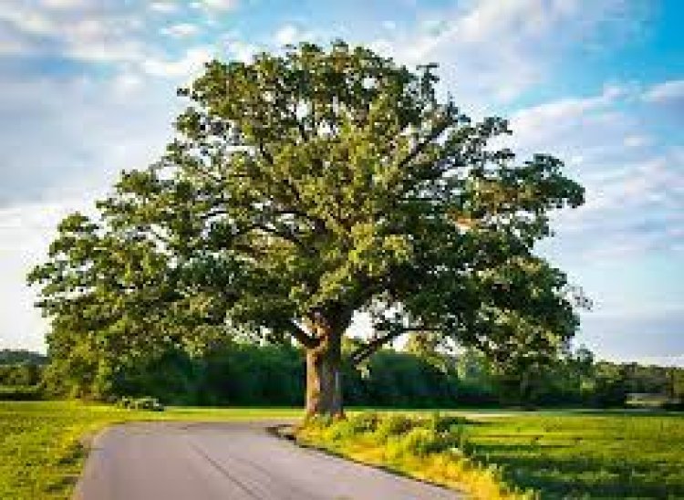 Harvesting the Environmental and Community Benefits of Planting Bur Oak Trees