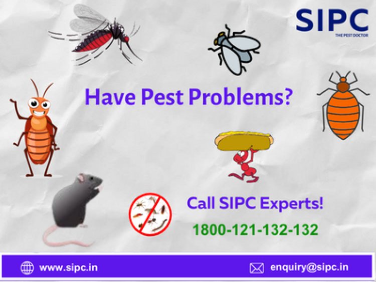 Best Pest Control Services in Hyderabad