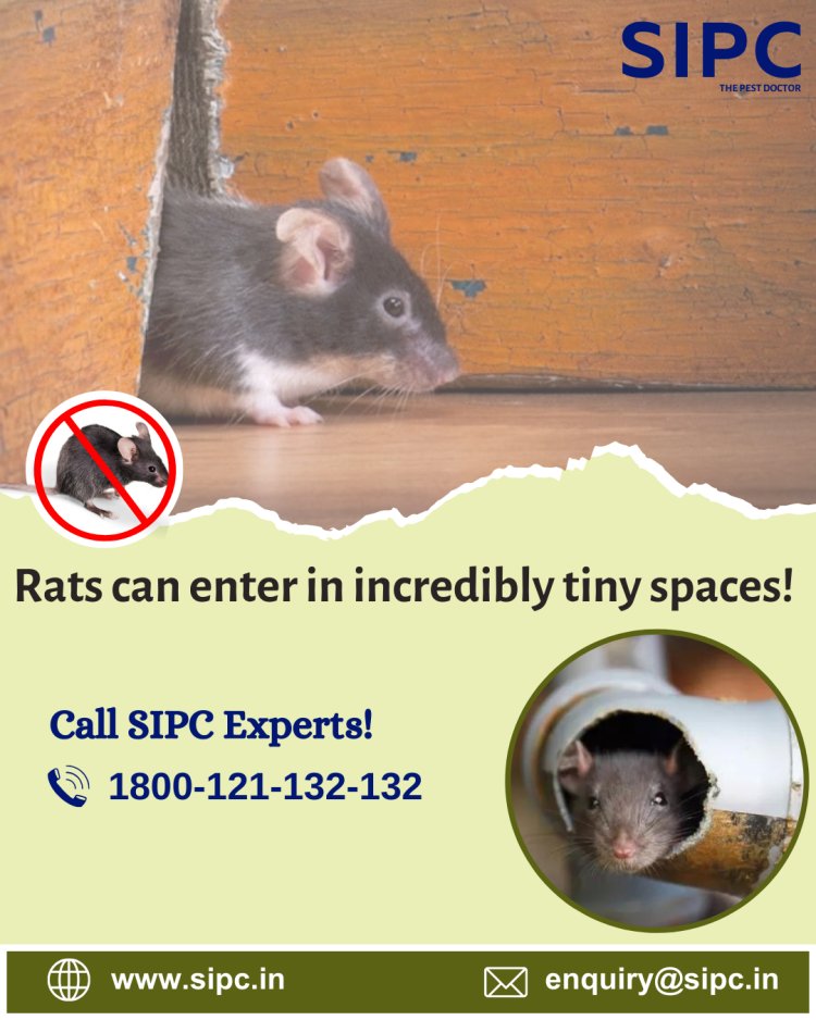 Rodent Control Services in Delhi