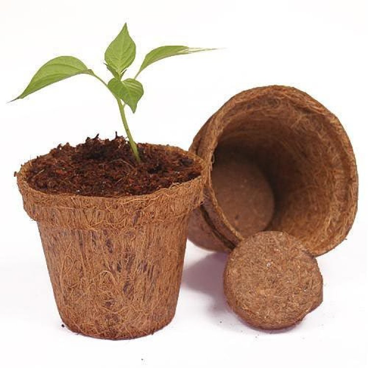 Coco Pot in Australia