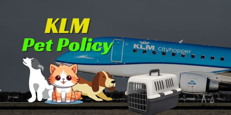 Do You Have Questions About KLM's Pet Travel Options? Find Answers Here.