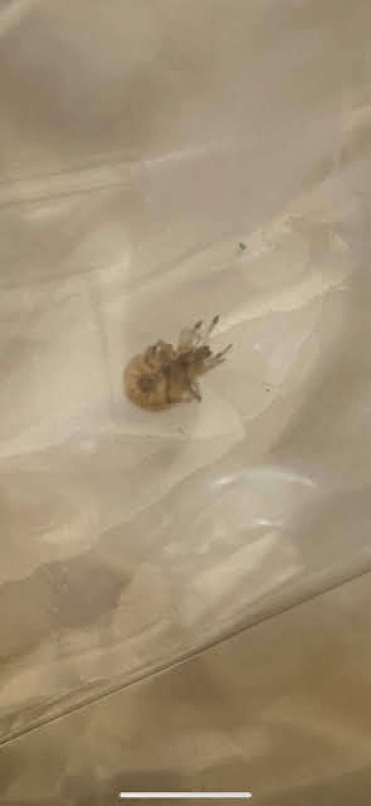 Bay Area Bed Bug