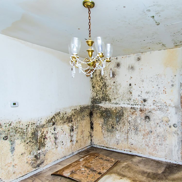 Signs and Prevention of mold damage in commercial properties