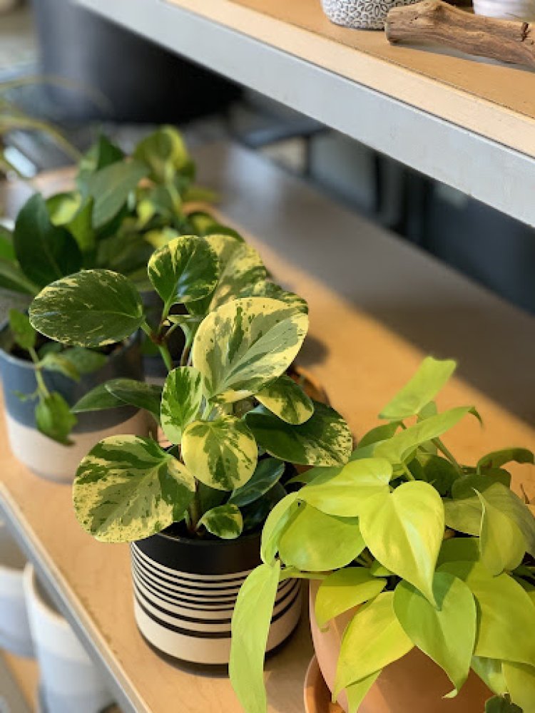 Explore an array of bright indirect light houseplants for sale in Evergreen Nursery