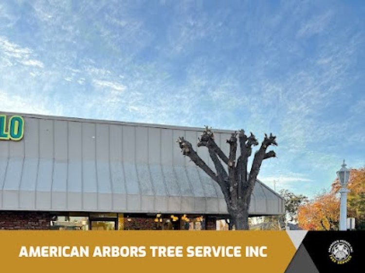 Affordable tree removal services near me | American Arbors Tree Service Inc