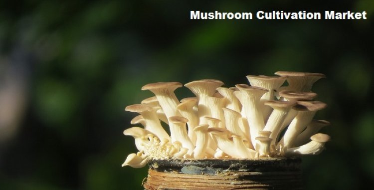 Mushroom Cultivation Market to Grow with a CAGR of 5.21% through 2028