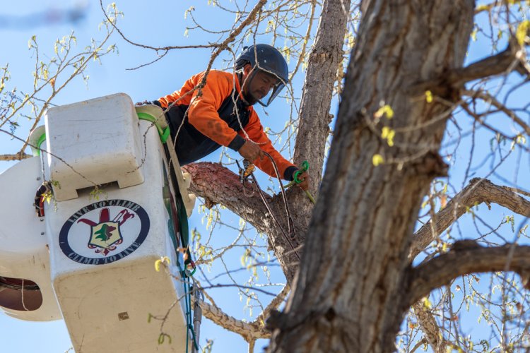 Exploring the Benefits of Tree Trimming Services