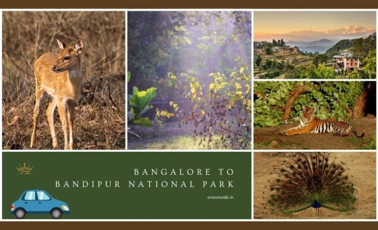 Bangalore to Bandipur National Park : A Detailed Travel Guide