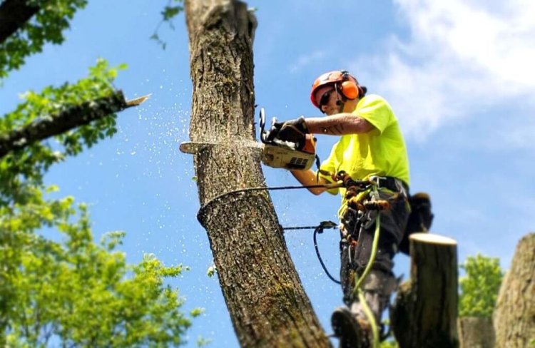 The Importance of Professional Tree Removal Services in Houston