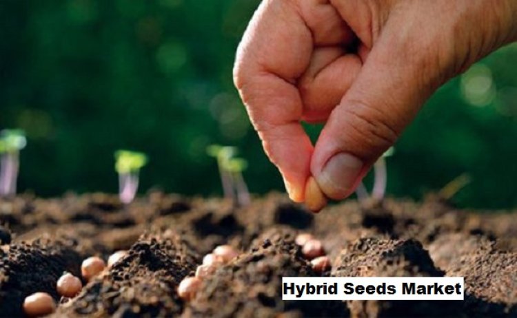 Hybrid Seeds Market to Grow with a CAGR of 6.88% through 2028