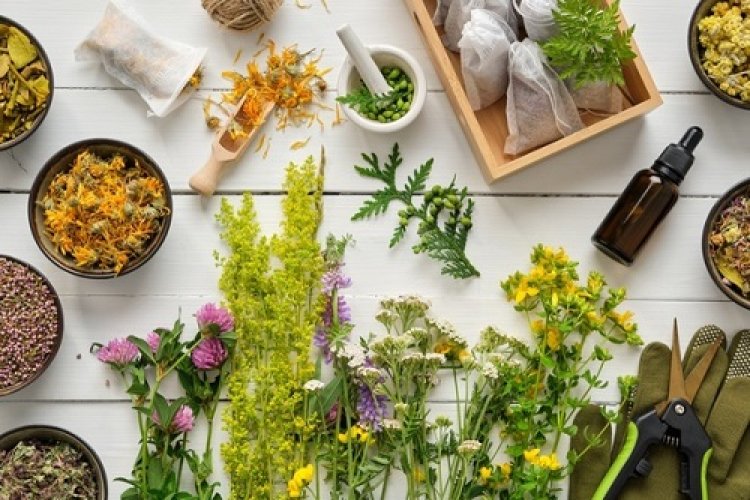 India’s Top 10 Home Made Herb Medicine In 2024