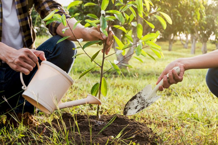 Tree planting service in Georgetown TX | Sprinklers Grass and Landscapes
