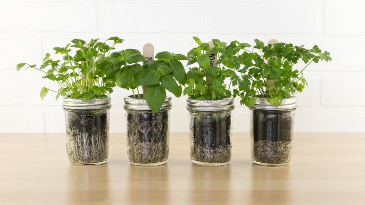 Grow Your Own Oasis with DIY Gardening Kits – Shop Now