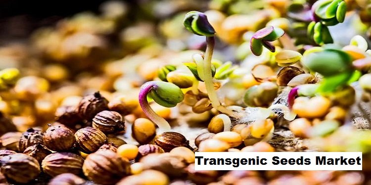 Global Expansion Forecasted for Transgenic Seeds Market, Aiming for 5.28% CAGR by 2029