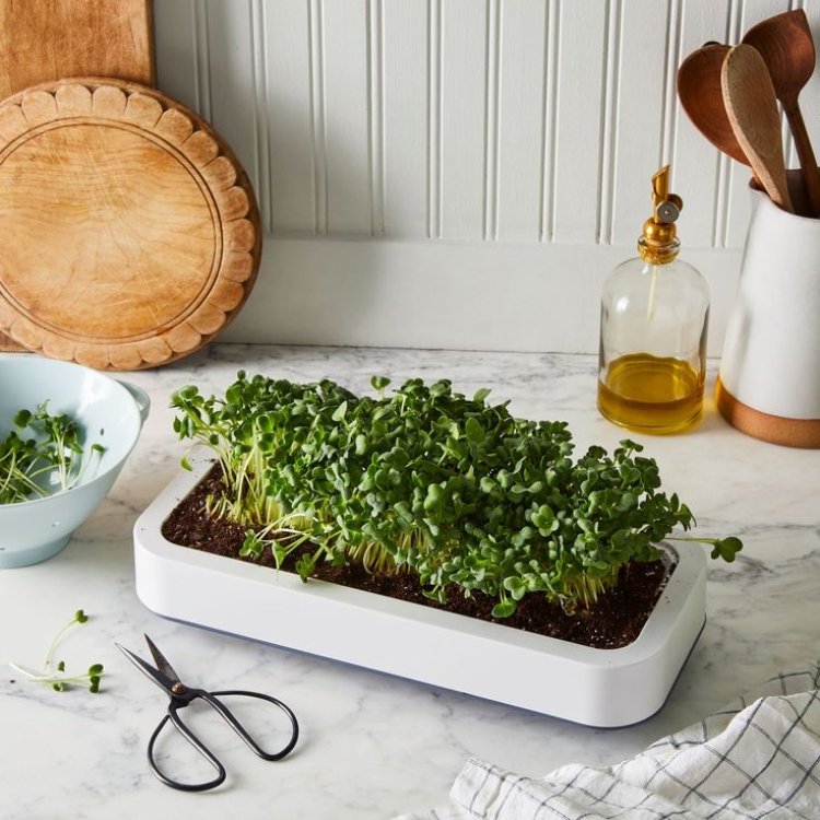 Get Hands-On with Microgreens: DIY Kit Ready for You
