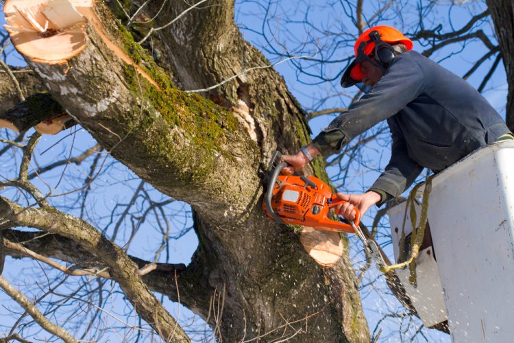 Tree removal service near me | Goulet Landscaping