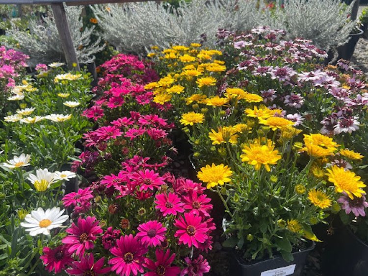 Plant Spring Flower Plants to Attract Pollinators