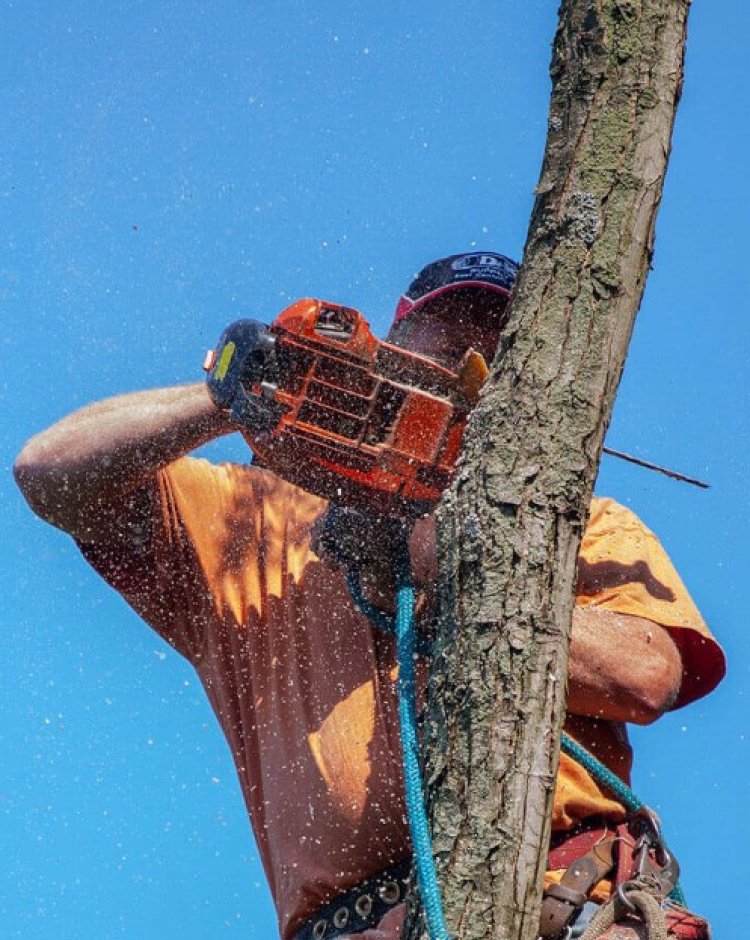 Hawthorne Tree Service Pros