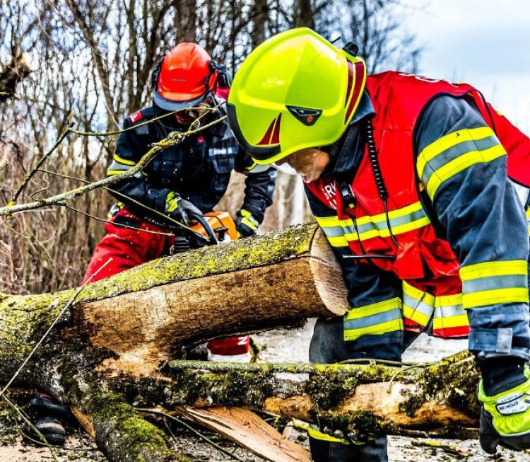 Schaumburg Tree Service Pros