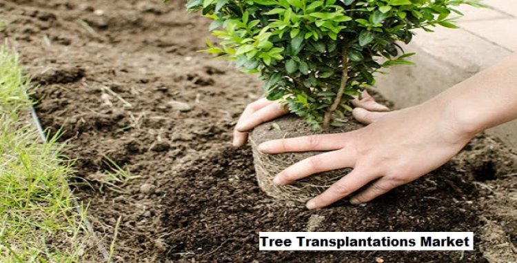 Tree Transplantations Market Is Expected To Driven By Rise In Trend Of Creating Green Roofs In Urban Architecture