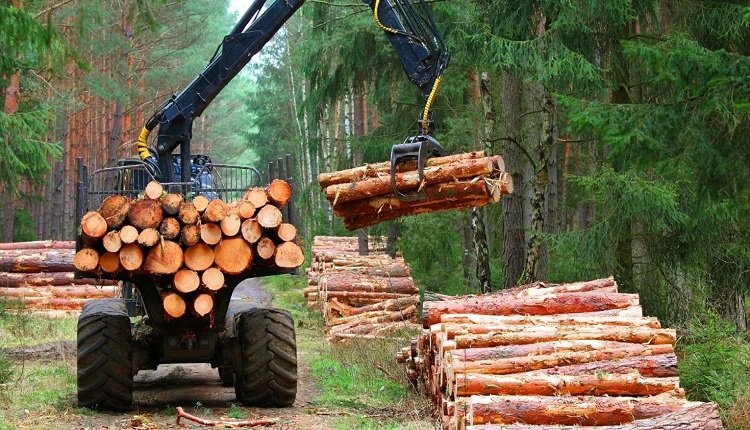 Analyzing Market Dynamics: Opportunities in Forestry and Logging Market