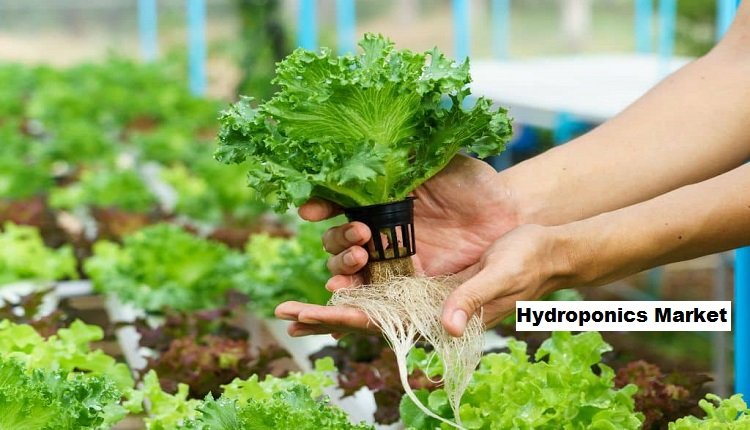 Evaluating Hydroponics Market Opportunities and Forecast