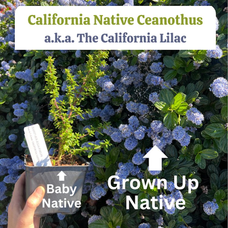 Celebrating California Native Plant Week with Evergreen Nursery in San Leandro