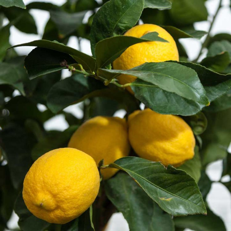 Create a garden full of lemon and lime trees with Evergreen Nursery in San Leandro, CA