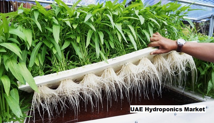 Understanding UAE Hydroponics Market: Size, Share, Trends And Forecast