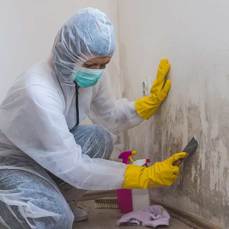 Ensuring Safe Homes: The Importance of Annual Mold Inspection in Philadelphia