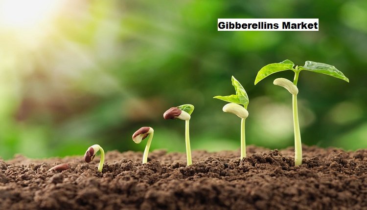Gibberellins Market: Riding High on Production Technology and Agritech Support