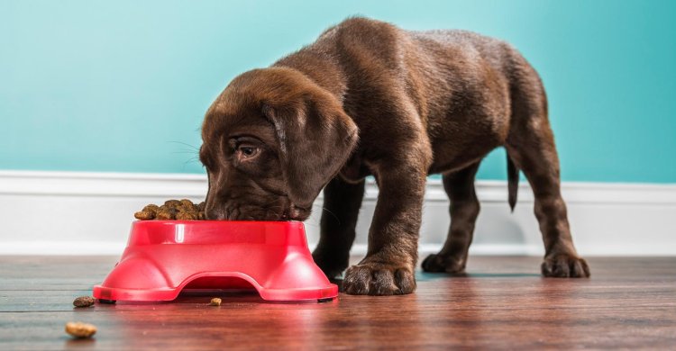 Unveiling the World of Pet Supplies: Everything You Need to Know