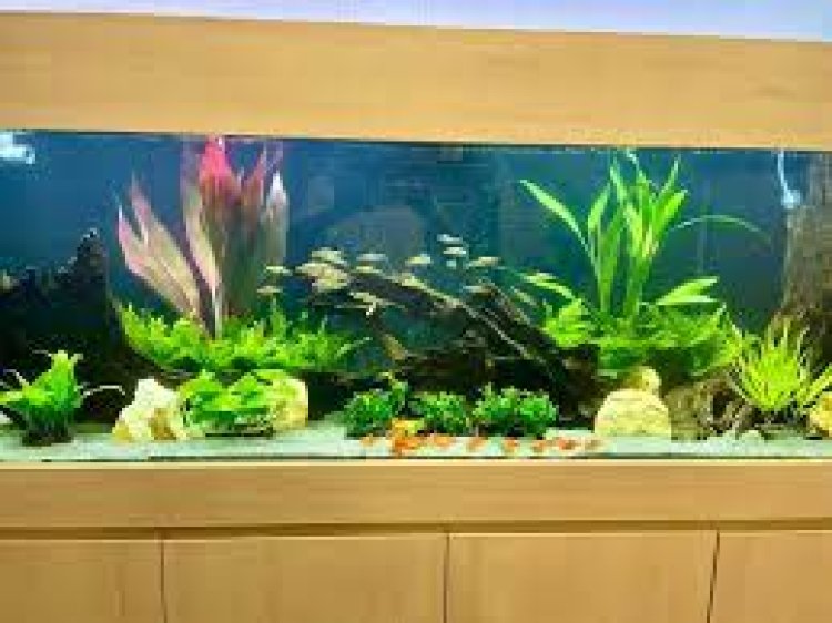 How to Keep Your Fish Tank Clean and Well-maintained