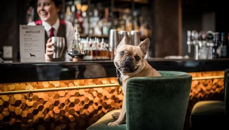 Tail-Wagging Treats: Discover the Best Dog-Friendly Cafés Near You