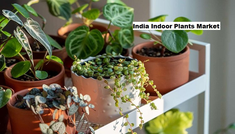 India Indoor Plants Market Grows with Rising Technology Integration