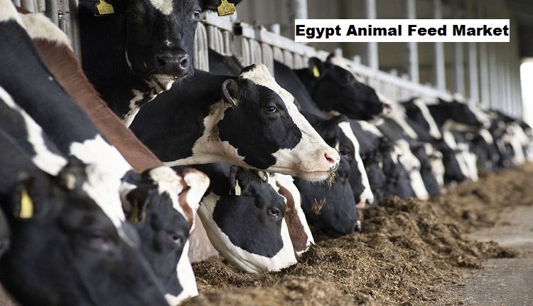 Egypt Animal Feed Market Gains Momentum Amidst Population Increase and Urbanization