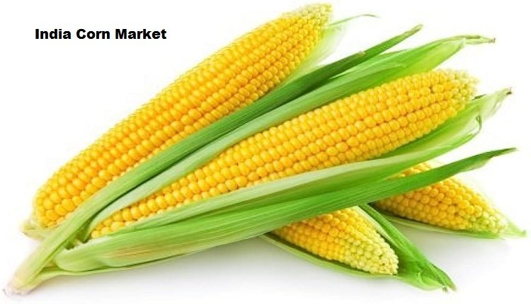India Corn Market Primed for Growth with Boost in Corn Product Exports and Introduction of Contract Farming