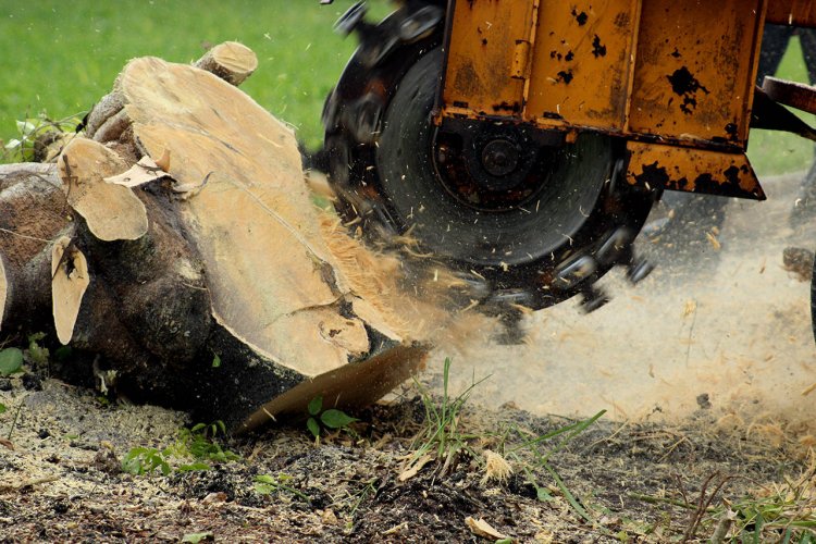 The Advantages of Hiring Professional Stump Removal Services